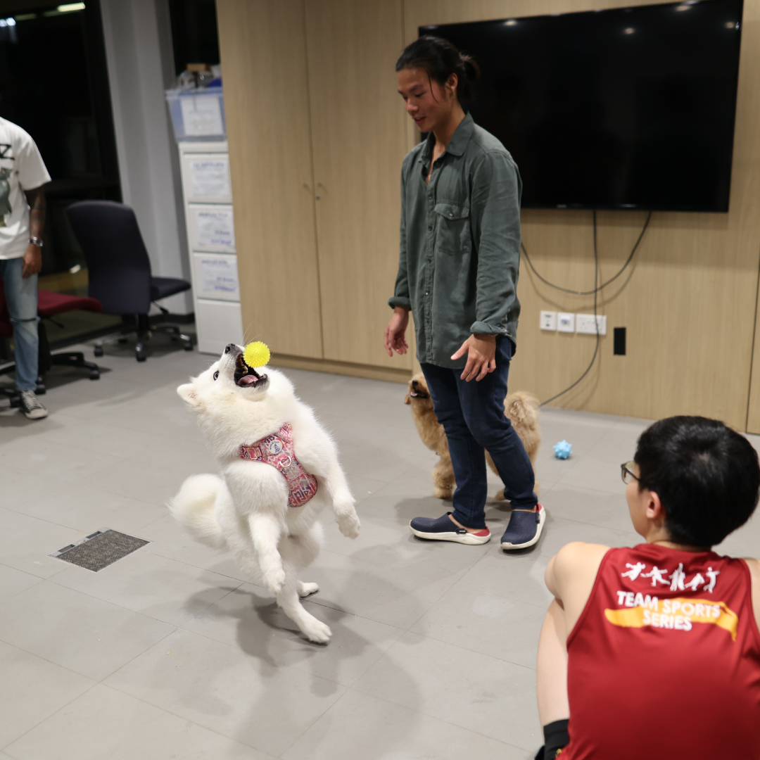Play and Learn with Animals